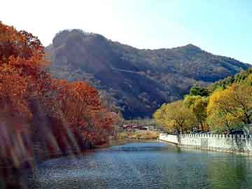 澳门二四六天天彩图库，菊苣草种